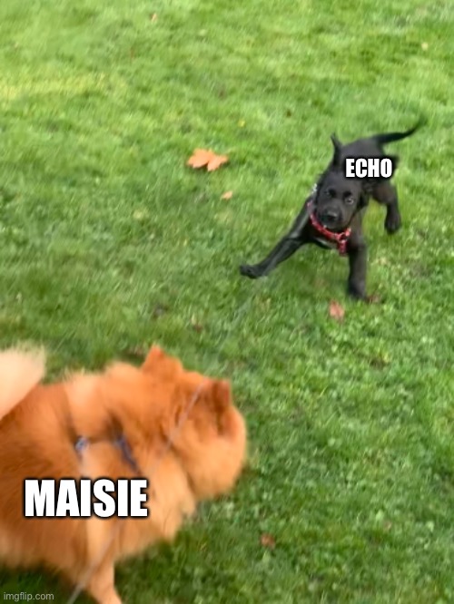 Echo Maisie | ECHO; MAISIE | image tagged in dogs | made w/ Imgflip meme maker
