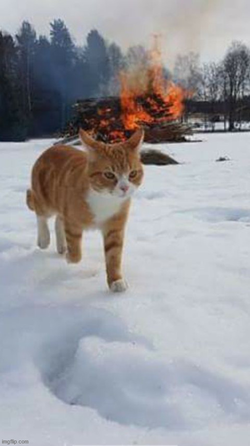 Oops! Bad kitty | image tagged in oops bad kitty | made w/ Imgflip meme maker