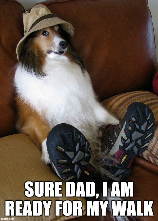 SURE DAD, I AM READY FOR MY WALK | image tagged in dogs | made w/ Imgflip meme maker