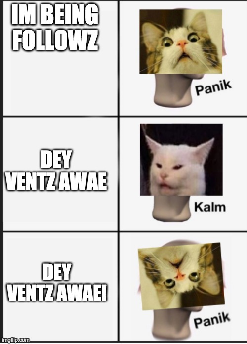 Cat Panik Cat Kalm Cat Panik | IM BEING FOLLOWZ; DEY VENTZ AWAE; DEY VENTZ AWAE! | image tagged in cat panik cat kalm cat panik | made w/ Imgflip meme maker