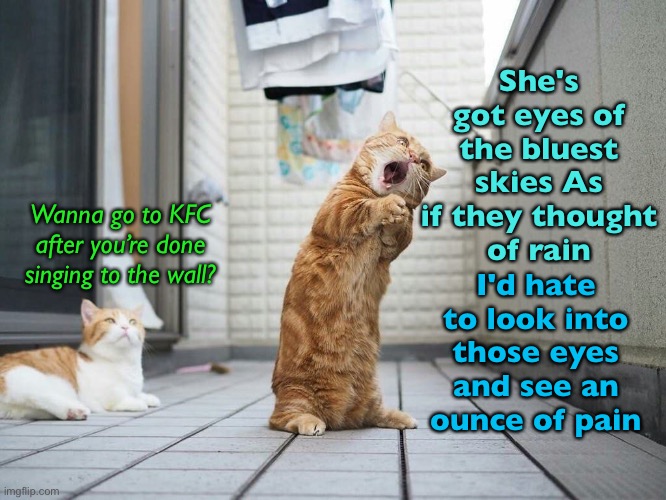 Sweet Child O’ Mine | She's got eyes of the bluest skies As if they thought
of rain; Wanna go to KFC after you’re done singing to the wall? I'd hate to look into those eyes and see an ounce of pain | image tagged in funny memes,funny cats,song lyrics,guns n roses | made w/ Imgflip meme maker
