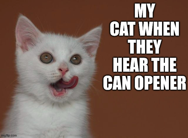 MY CAT WHEN THEY HEAR THE CAN OPENER | image tagged in cats | made w/ Imgflip meme maker
