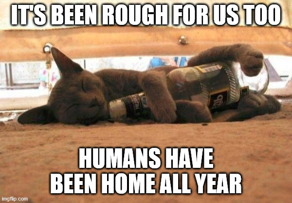 IT'S BEEN ROUGH FOR US TOO; HUMANS HAVE BEEN HOME ALL YEAR | image tagged in cats | made w/ Imgflip meme maker
