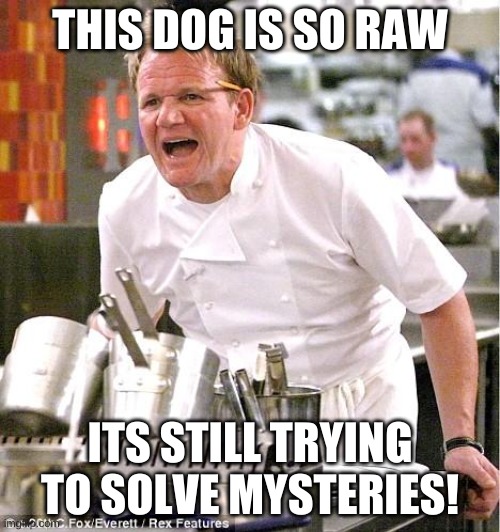 Scooby Doo? Where are are you? | THIS DOG IS SO RAW; ITS STILL TRYING TO SOLVE MYSTERIES! | image tagged in memes,chef gordon ramsay | made w/ Imgflip meme maker