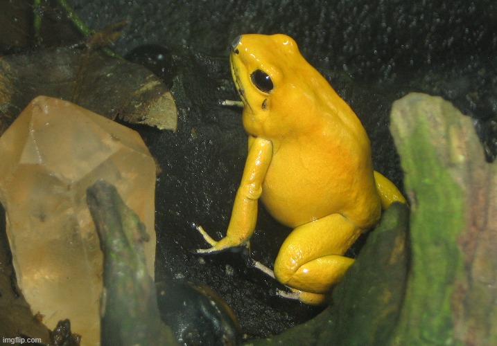 Testify compression Possession Phyllobates Terribilis aka "Golden Poison Frog" - Imgflip