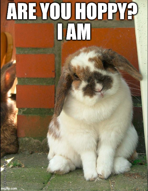 ARE YOU HOPPY? 
I AM | made w/ Imgflip meme maker