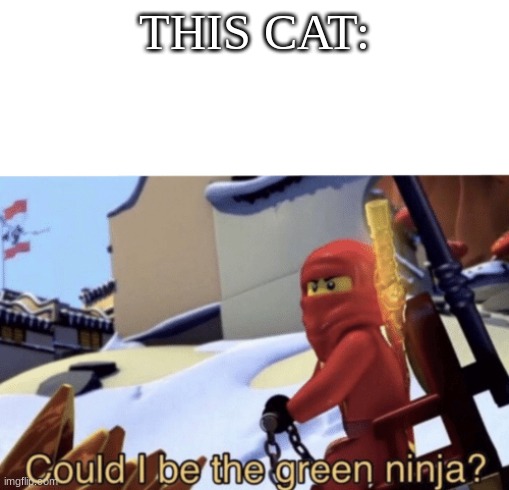 Could I Be The Green Ninja? | THIS CAT: | image tagged in could i be the green ninja | made w/ Imgflip meme maker