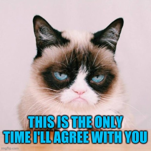 grumpy cat again | THIS IS THE ONLY TIME I'LL AGREE WITH YOU | image tagged in grumpy cat again | made w/ Imgflip meme maker