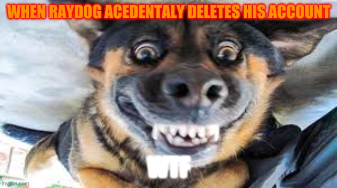 raydog if u see this do u like it? | WHEN RAYDOG ACEDENTALY DELETES HIS ACCOUNT; WTF | image tagged in bad luck raydog | made w/ Imgflip meme maker