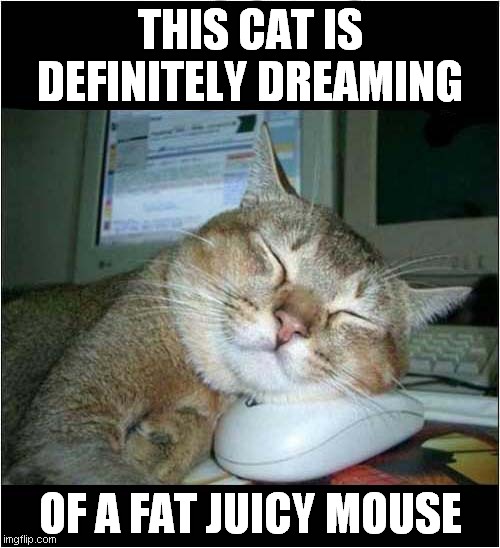 A Cats Dream |  THIS CAT IS DEFINITELY DREAMING; OF A FAT JUICY MOUSE | image tagged in cats,sweet dreams,mouse,bad puns | made w/ Imgflip meme maker