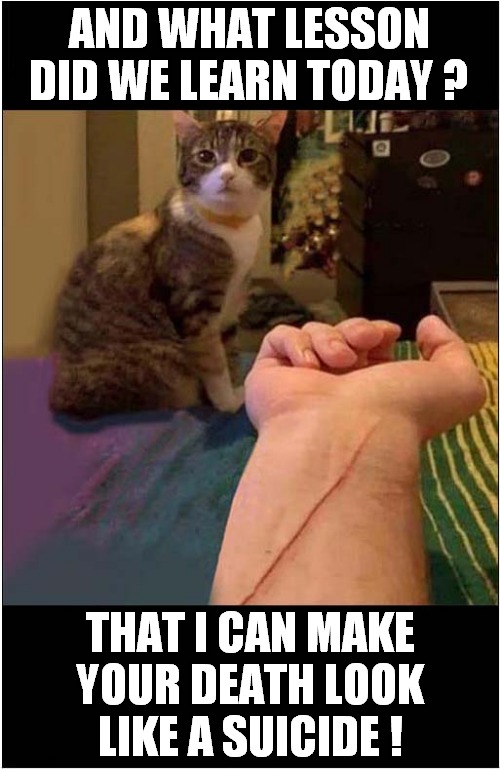 A Cats Warning | AND WHAT LESSON DID WE LEARN TODAY ? THAT I CAN MAKE YOUR DEATH LOOK LIKE A SUICIDE ! | image tagged in cats,warning | made w/ Imgflip meme maker