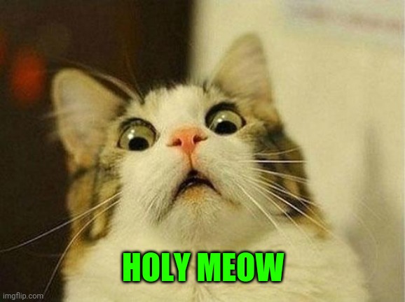 WTF Cat | HOLY MEOW | image tagged in wtf cat | made w/ Imgflip meme maker