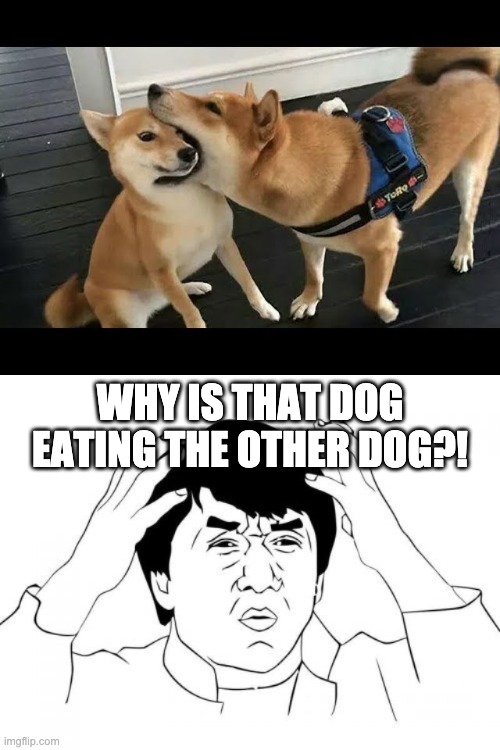 A dog eating another dog | WHY IS THAT DOG EATING THE OTHER DOG?! | image tagged in memes,jackie chan wtf | made w/ Imgflip meme maker