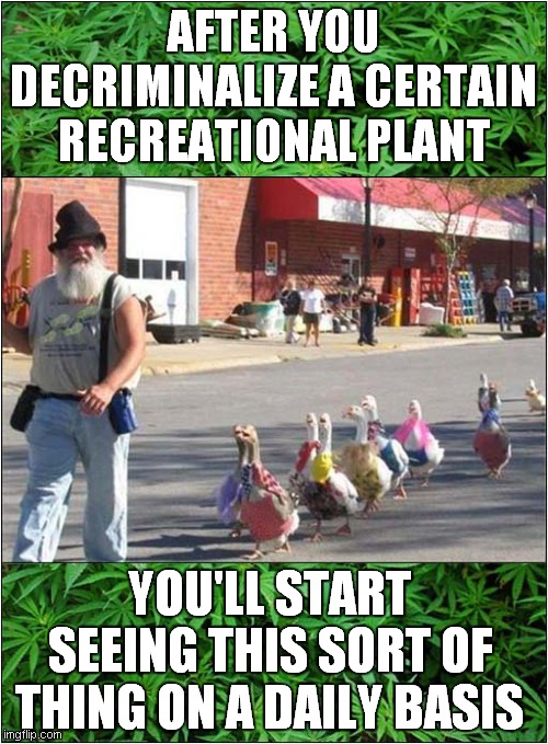 Cool Geese ! | AFTER YOU DECRIMINALIZE A CERTAIN RECREATIONAL PLANT; YOU'LL START SEEING THIS SORT OF THING ON A DAILY BASIS | image tagged in fun,cannabis,geese,hallucinate | made w/ Imgflip meme maker