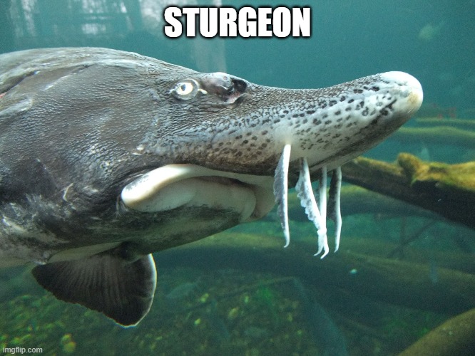 STURGEON | image tagged in sturgeon's warning | made w/ Imgflip meme maker
