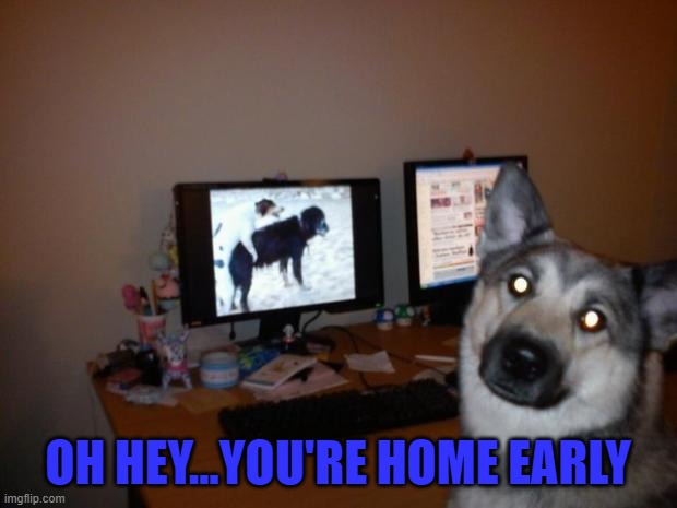 Busted!!! | OH HEY...YOU'RE HOME EARLY | image tagged in dogs,memes,animals | made w/ Imgflip meme maker