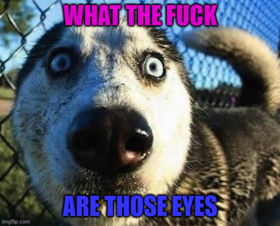 Scared dog | WHAT THE FUCK ARE THOSE EYES | image tagged in scared dog | made w/ Imgflip meme maker
