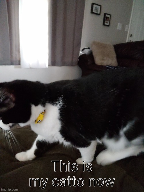 E | This is my catto now | image tagged in e | made w/ Imgflip meme maker