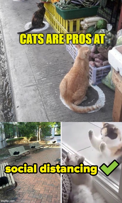 CATS ARE PROS AT | image tagged in cats,social distancing | made w/ Imgflip meme maker