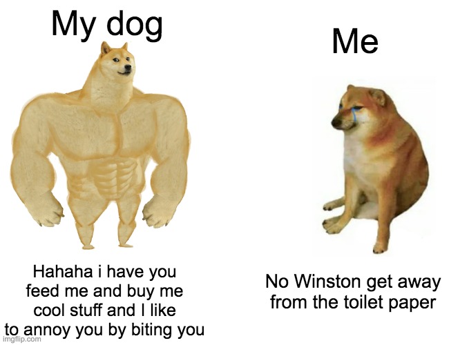 Ahg Winnie not again | My dog; Me; Hahaha i have you feed me and buy me cool stuff and I like to annoy you by biting you; No Winston get away from the toilet paper | image tagged in memes,buff doge vs cheems,dogs | made w/ Imgflip meme maker