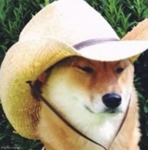 Wot in tarnation | image tagged in wot in tarnation | made w/ Imgflip meme maker