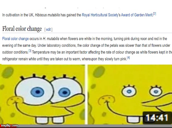 reading about Hibiscus flowers and uh... (only Promised neverland fans will get this) | image tagged in spongebob eye shrink meme | made w/ Imgflip meme maker
