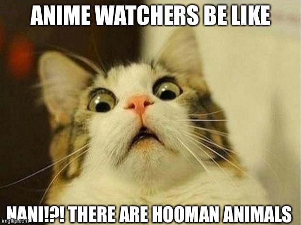 Scared Cat Meme | ANIME WATCHERS BE LIKE; NANI!?! THERE ARE HOOMAN ANIMALS | image tagged in memes,scared cat | made w/ Imgflip meme maker