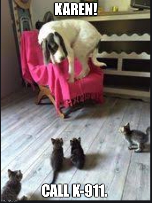 kittens surrounding dog | KAREN! CALL K-911. | image tagged in kittens surrounding dog | made w/ Imgflip meme maker