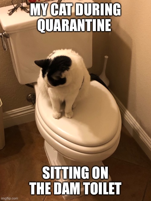 Cat meme | MY CAT DURING QUARANTINE; SITTING ON THE DAM TOILET | image tagged in cat,funny meme | made w/ Imgflip meme maker