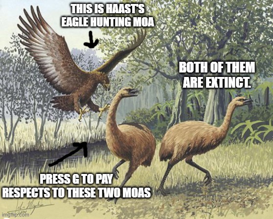 U MUST PAY RESPECT TO EMU'S ELDERS |  THIS IS HAAST'S EAGLE HUNTING MOA; BOTH OF THEM ARE EXTINCT. PRESS G TO PAY RESPECTS TO THESE TWO MOAS | made w/ Imgflip meme maker