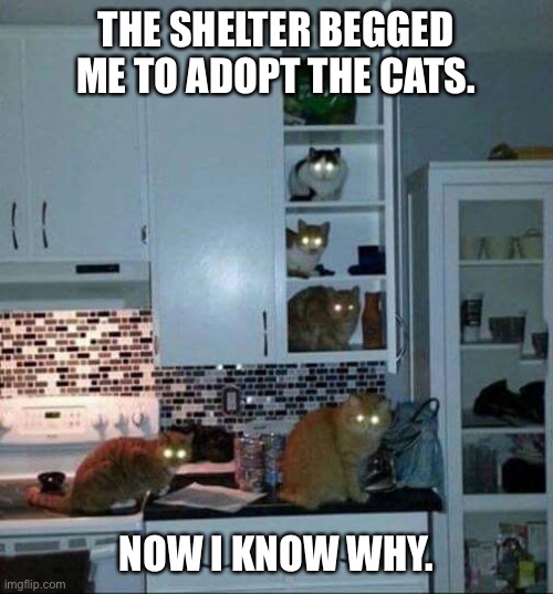 Kittens of the Corn | THE SHELTER BEGGED ME TO ADOPT THE CATS. NOW I KNOW WHY. | image tagged in kittens of the corn | made w/ Imgflip meme maker