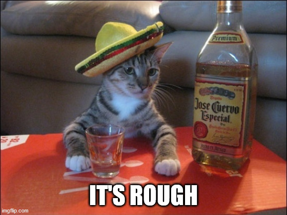 drunk cat | IT'S ROUGH | image tagged in drunk cat | made w/ Imgflip meme maker