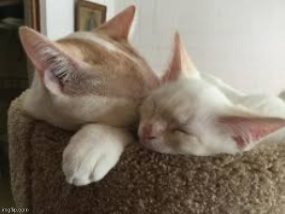 h a p | made w/ Imgflip meme maker