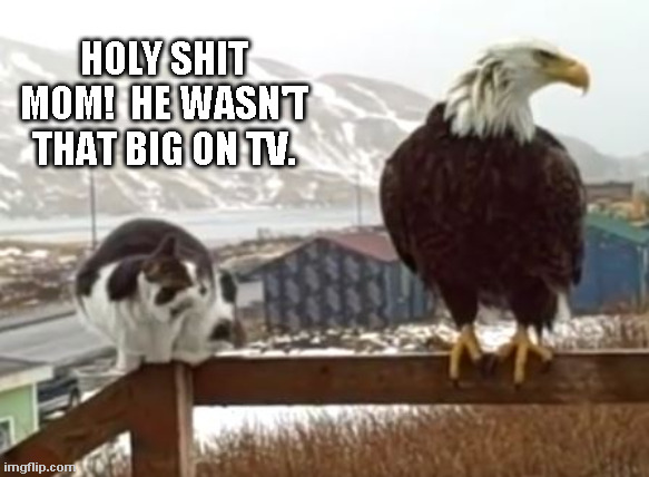 Cat vs Eagle | HOLY SHIT MOM!  HE WASN'T THAT BIG ON TV. | image tagged in cat,eagle | made w/ Imgflip meme maker