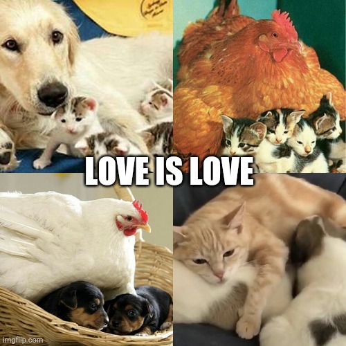 Love is lovw | LOVE IS LOVE | image tagged in love is lovw | made w/ Imgflip meme maker