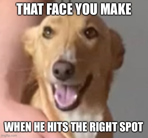 Poppy | THAT FACE YOU MAKE; WHEN HE HITS THE RIGHT SPOT | image tagged in dog memes,funny memes | made w/ Imgflip meme maker