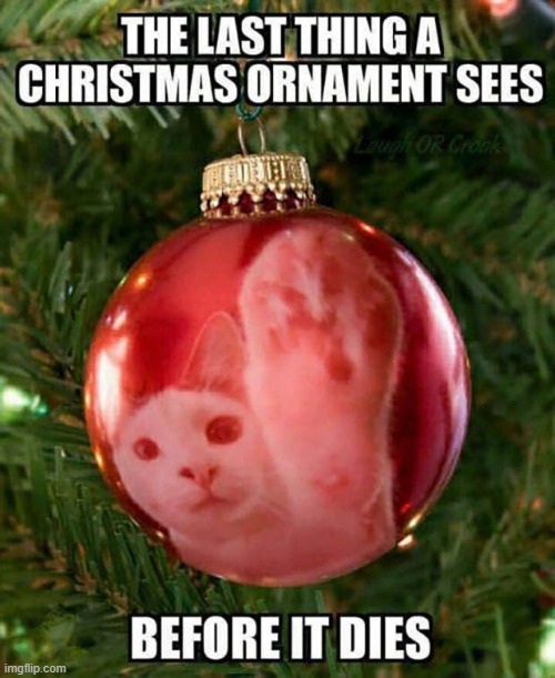 Christmas | image tagged in cats,christmas | made w/ Imgflip meme maker