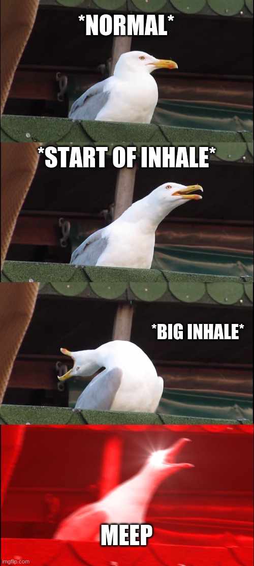 Inhaling Seagull Meme |  *NORMAL*; *START OF INHALE*; *BIG INHALE*; MEEP | image tagged in memes,inhaling seagull | made w/ Imgflip meme maker