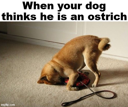 When your dog thinks he is an ostrich | image tagged in dogs | made w/ Imgflip meme maker