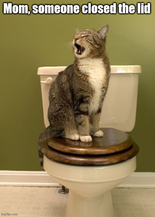 Mom, someone closed the lid | image tagged in cats | made w/ Imgflip meme maker