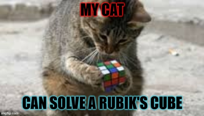 Cat Rubiks Cube | MY CAT; CAN SOLVE A RUBIK'S CUBE | image tagged in cat rubiks cube | made w/ Imgflip meme maker