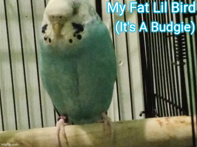 Its a fat birb | My Fat Lil Bird; (It's A Budgie) | image tagged in fat,birds,budgies | made w/ Imgflip meme maker