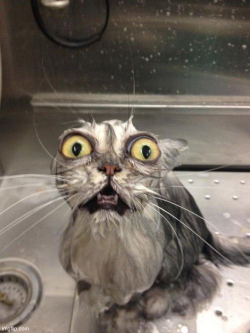 Traumatized Wet Cat | image tagged in traumatized wet cat | made w/ Imgflip meme maker