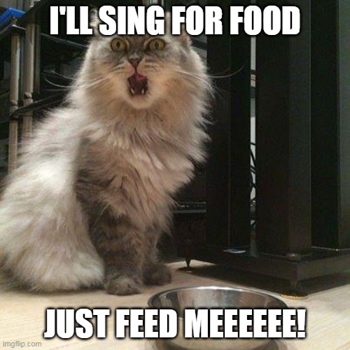 Sing for food | I'LL SING FOR FOOD; JUST FEED MEEEEEE! | image tagged in empty food bowl,memes,cats | made w/ Imgflip meme maker