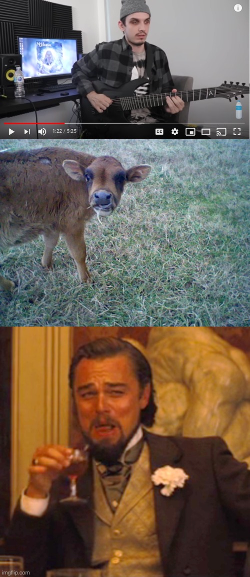 my cows eyes looks like niks eyes | image tagged in memes,laughing leo | made w/ Imgflip meme maker