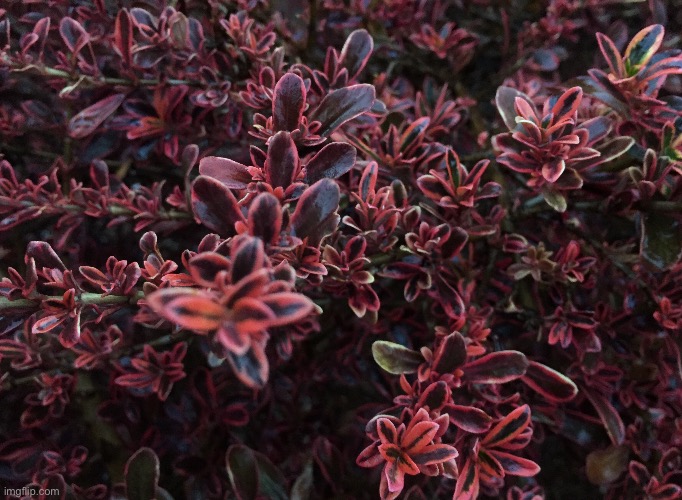 No idea what kind of bush this is but it’s pretty | image tagged in red,bush,photo | made w/ Imgflip meme maker