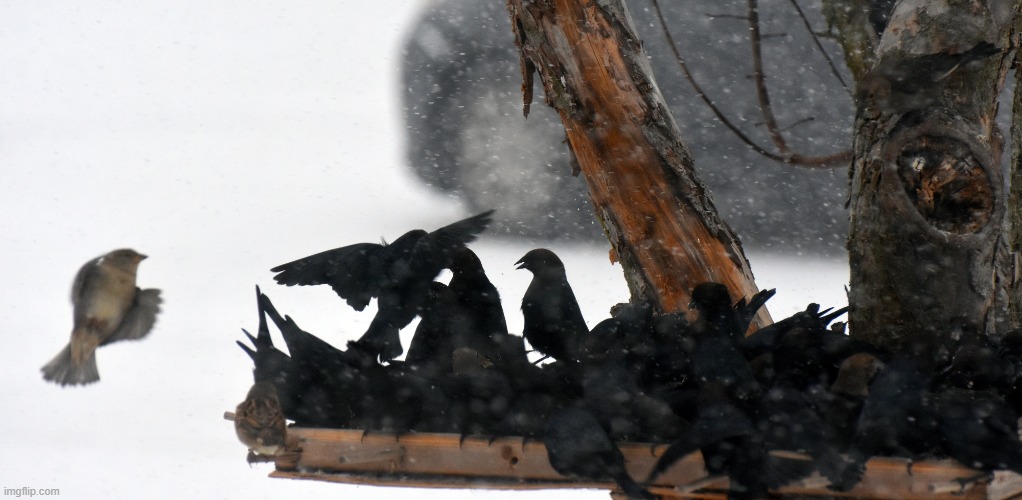 feeding frenzy in a blizzard | image tagged in grackles and a sparrow,blizzard | made w/ Imgflip meme maker