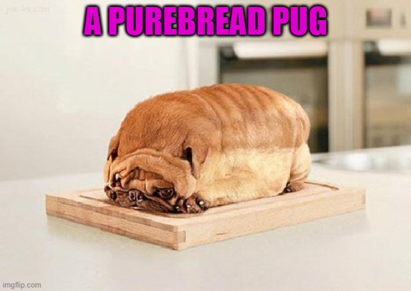 A PUREBREAD PUG | image tagged in pure bred,memes,dogs,funny,animals | made w/ Imgflip meme maker