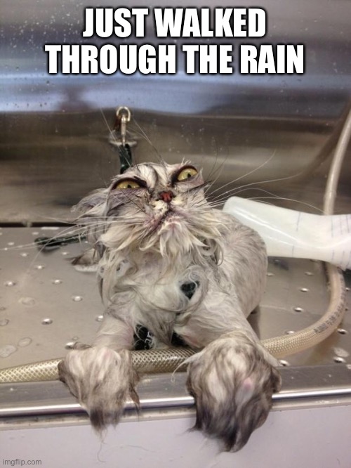 It was very c o l d | JUST WALKED THROUGH THE RAIN | image tagged in angry wet cat,rain | made w/ Imgflip meme maker