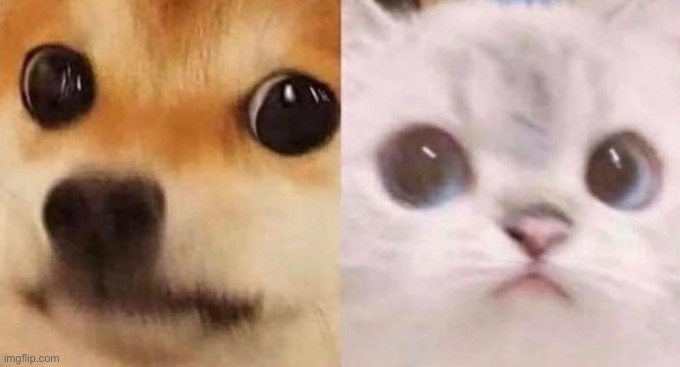 scared cat and scared dog | image tagged in scared cat and scared dog | made w/ Imgflip meme maker